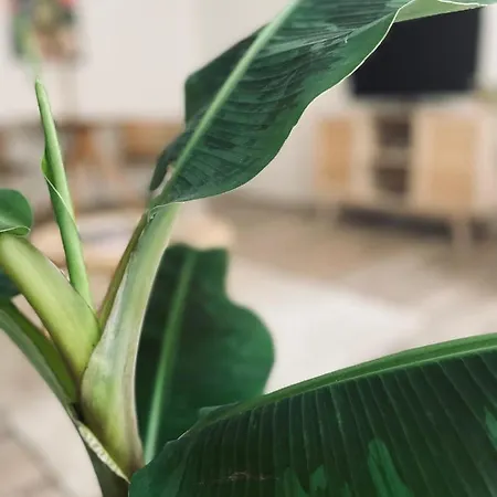 Boho Living * Bautzen